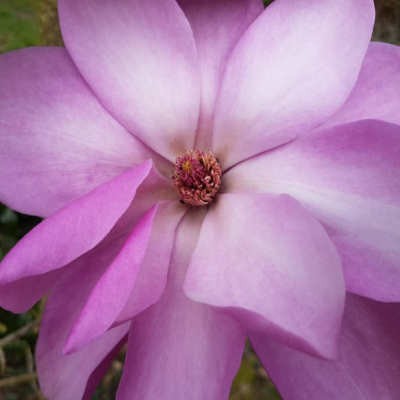 Magnolia