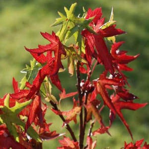 Sweet Gum