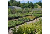 Bluebell Arboretum & Nursery